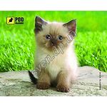 Фото mouse pad коврик Podmyshku Сиамский котик размер 190х240 мм