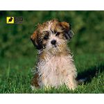Фото Коврик для мышки Podmyshku Лохматый щенок размер 190х240 мм